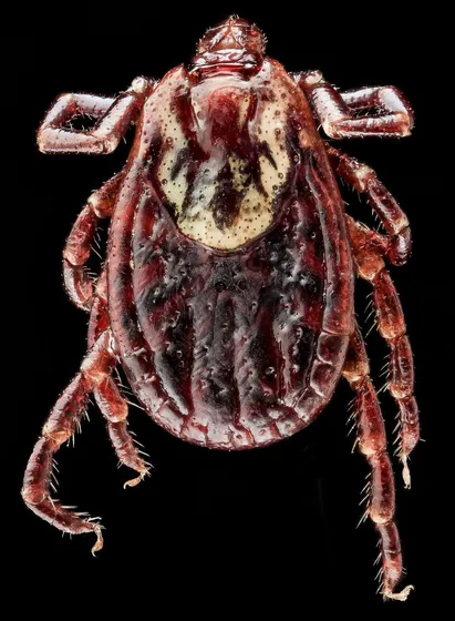 An American dog tick seen from above against a black background: a flat, oval, reddish-brown body with a pale, mottled shield behind the head and eight legs.